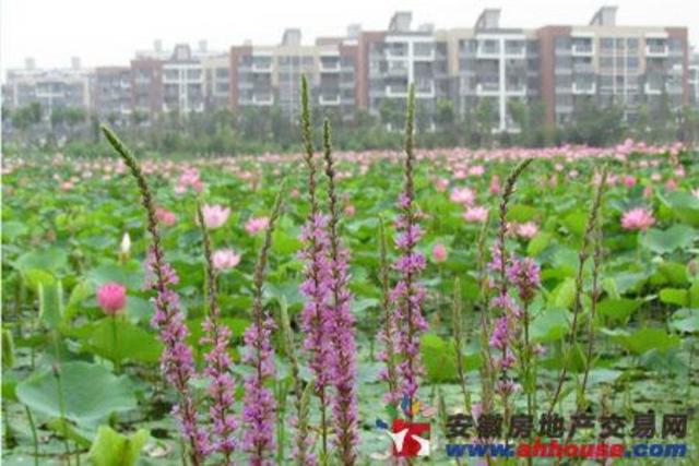 湖畔御景规划 6/6