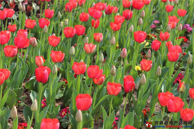 郁金香花博会 12/17