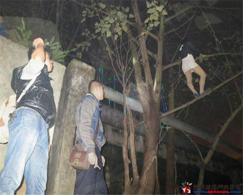 站街女”爬树对峙-宿州房产网图片频道