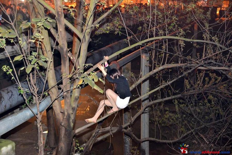 南宁突击扫黄 “站街女”爬树对峙-芜湖房产网图片 ...