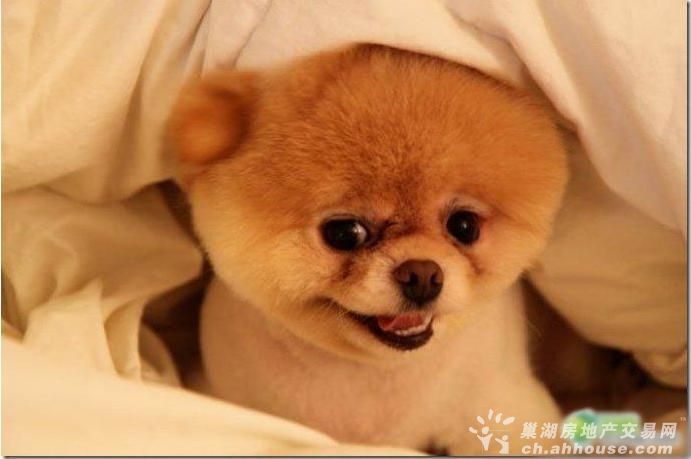 最萌的狗狗图片 !超可爱!