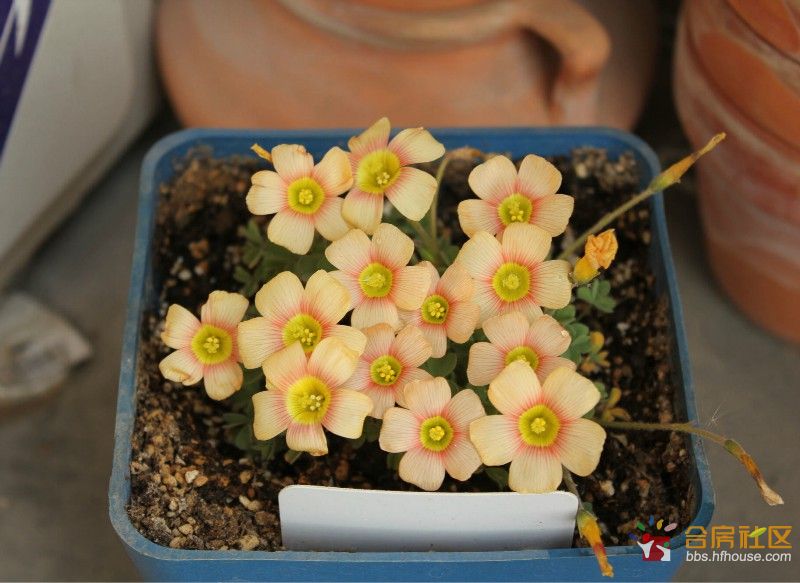 牧马 <em>姐姐</em> 谢谢了你送的<em>花</em>韭开花了-合房社区 